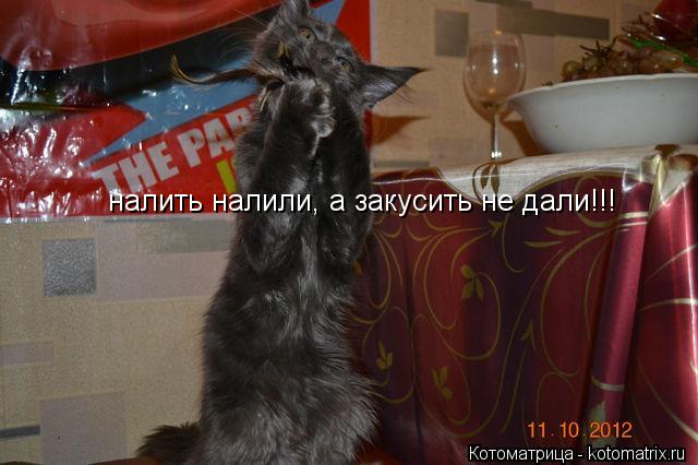 налить налили, а закусить не дали!!!... Котоматрица: налить налили, а закусить не дали!!!