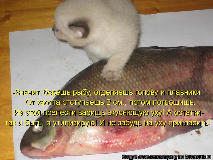 -Значит, берёшь рыбу, отделяешь голову и плавники. От хвоста отступаешь 2 см., потом потрошишь. Из эт... Котоматрица: -Значит, берёшь рыбу, отделяешь голову и плавники. От хвоста отступаешь 2 см., потом потрошишь. Из этой прелести варишь вкуснющую уху! А остат