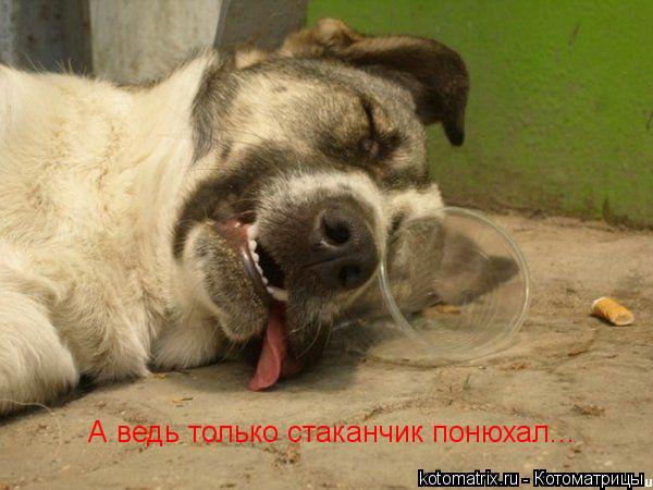 А ведь только стаканчик понюхал...... Котоматрица: А ведь только стаканчик понюхал...