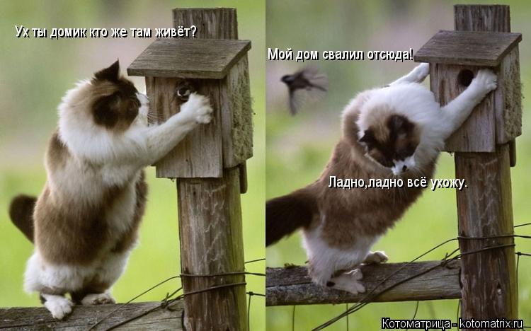 Ух ты домик кто же там живёт? Мой дом свалил отсюда! Ладно,ладно всё ухожу.... Котоматрица: Ух ты домик кто же там живёт? Мой дом свалил отсюда! Ладно,ладно всё ухожу.