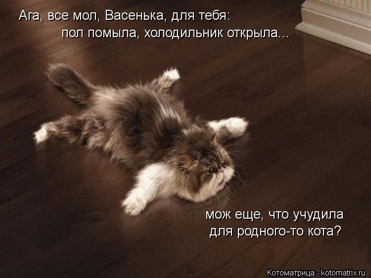 Ага, все мол, Васенька, для тебя: пол помыла, холодильник открыла... мож еще, что учудила для родног... Котоматрица: Ага, все мол, Васенька, для тебя: пол помыла, холодильник открыла... мож еще, что учудила для родного-то кота?