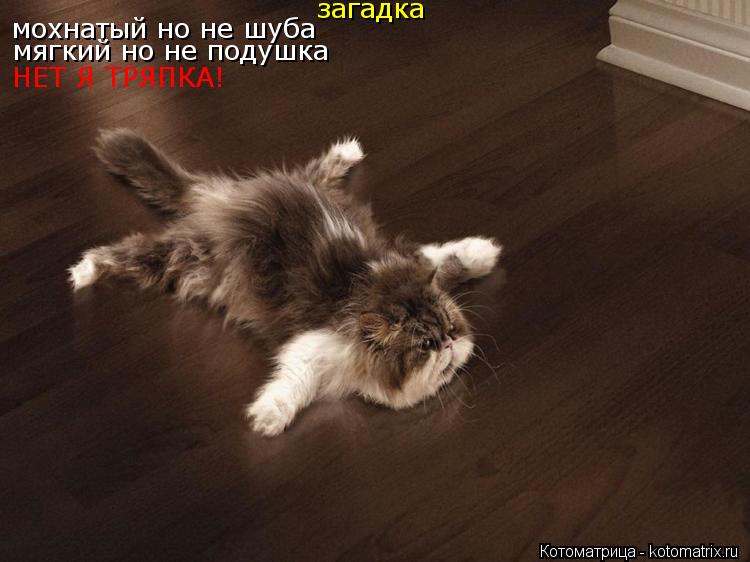 загадка мохнатый но не шуба мягкий но не подушка НЕТ Я ТРЯПКА!... Котоматрица: загадка мохнатый но не шуба мягкий но не подушка НЕТ Я ТРЯПКА!
