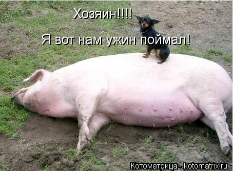 Хозяин!!!! Я вот нам ужин поймал!... Котоматрица: Хозяин!!!! Я вот нам ужин поймал!