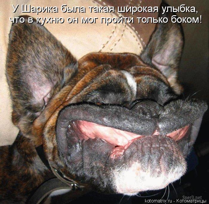 У Шарика была такая широкая улыбка, что в кухню он мог пройти только боком!... Котоматрица: У Шарика была такая широкая улыбка, что в кухню он мог пройти только боком!