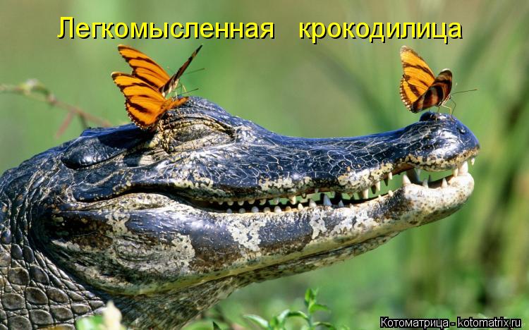 Легкомысленная крокодилица... Котоматрица: Легкомысленная крокодилица