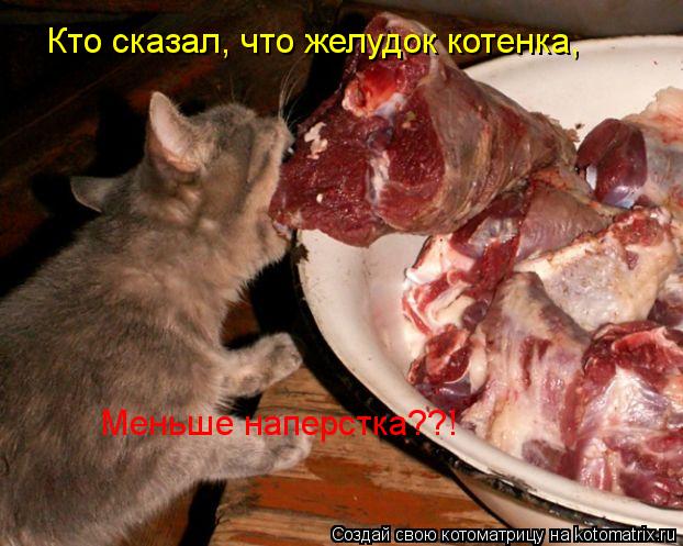 Кто сказал, что желудок котенка, Меньше наперстка??!... Котоматрица: Кто сказал, что желудок котенка, Меньше наперстка??!