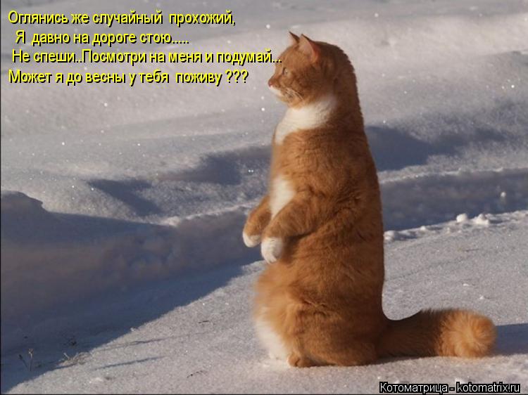 Оглянись же случайный прохожий, Я давно на дороге стою..... Не спеши..Посмотри на меня и подума... Котоматрица: Оглянись же случайный прохожий, Я давно на дороге стою..... Не спеши..Посмотри на меня и подумай... Может я до весны у тебя поживу ???