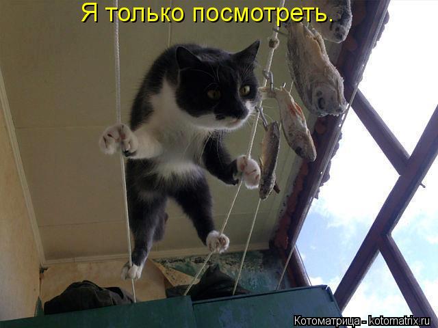 Я только посмотреть.... Котоматрица: Я только посмотреть.