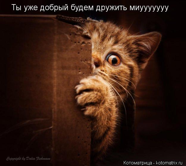 Ты уже добрый будем дружить миууууууу... Котоматрица: Ты уже добрый будем дружить миууууууу