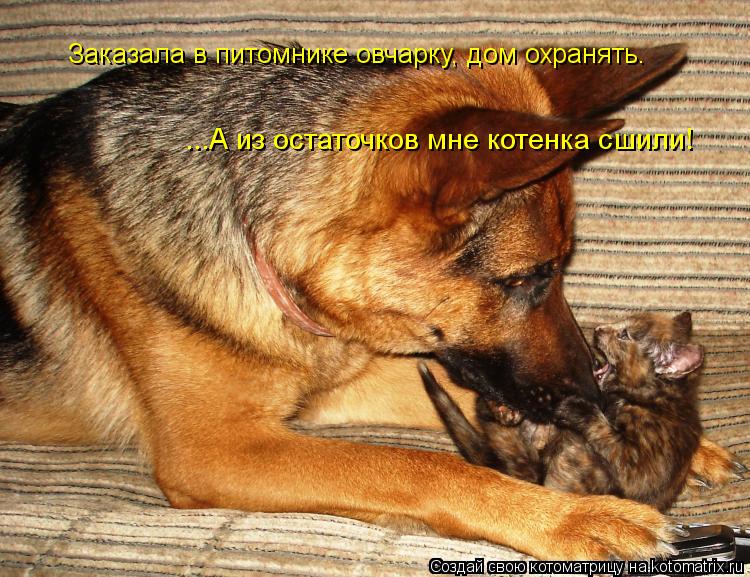 Заказала в питомнике овчарку, дом охранять. ...А из остаточков мне котенка сшили!... Котоматрица: Заказала в питомнике овчарку, дом охранять. ...А из остаточков мне котенка сшили!