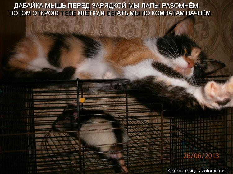 ДАВАЙКА,МЫШЬ,ПЕРЕД ЗАРЯДКОЙ МЫ ЛАПЫ РАЗОМНЁМ. ПОТОМ ОТКРОЮ ТЕБЕ КЛЕТКУ,И БЕГАТЬ МЫ ПО КОМНАТАМ НАЧНЁМ... Котоматрица: ДАВАЙКА,МЫШЬ,ПЕРЕД ЗАРЯДКОЙ МЫ ЛАПЫ РАЗОМНЁМ. ПОТОМ ОТКРОЮ ТЕБЕ КЛЕТКУ,И БЕГАТЬ МЫ ПО КОМНАТАМ НАЧНЁМ.