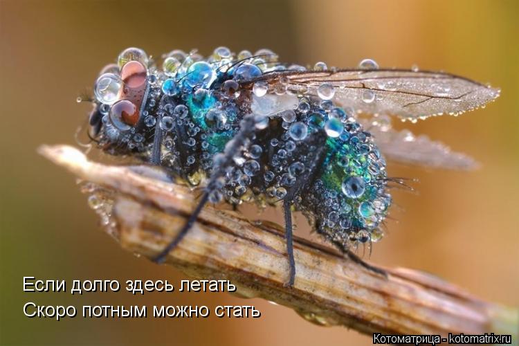 Если долго здесь летать Скоро потным можно стать... Котоматрица: Если долго здесь летать Скоро потным можно стать