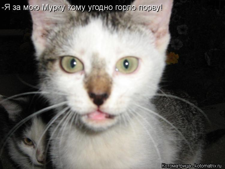 -Я за мою Мурку кому угодно горло порву!... Котоматрица: -Я за мою Мурку кому угодно горло порву!