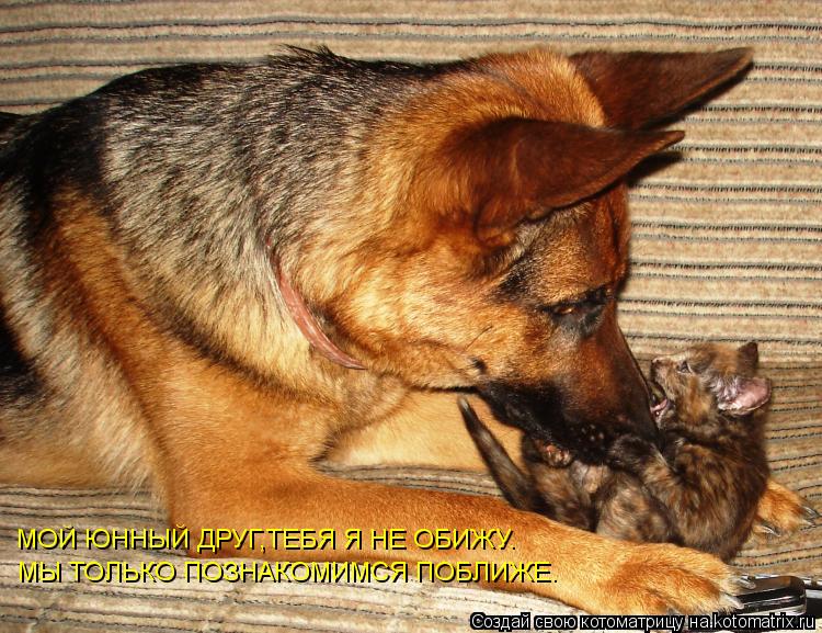 МОЙ ЮННЫЙ ДРУГ,ТЕБЯ Я НЕ ОБИЖУ. МЫ ТОЛЬКО ПОЗНАКОМИМСЯ ПОБЛИЖЕ.... Котоматрица: МОЙ ЮННЫЙ ДРУГ,ТЕБЯ Я НЕ ОБИЖУ. МЫ ТОЛЬКО ПОЗНАКОМИМСЯ ПОБЛИЖЕ.