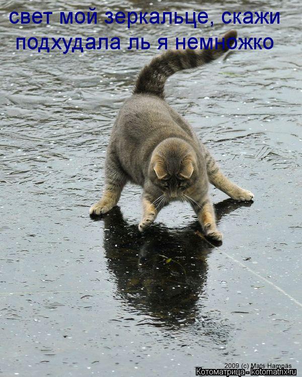 свет мой зеркальце, скажи подхудала ль я немножко... Котоматрица: свет мой зеркальце, скажи подхудала ль я немножко
