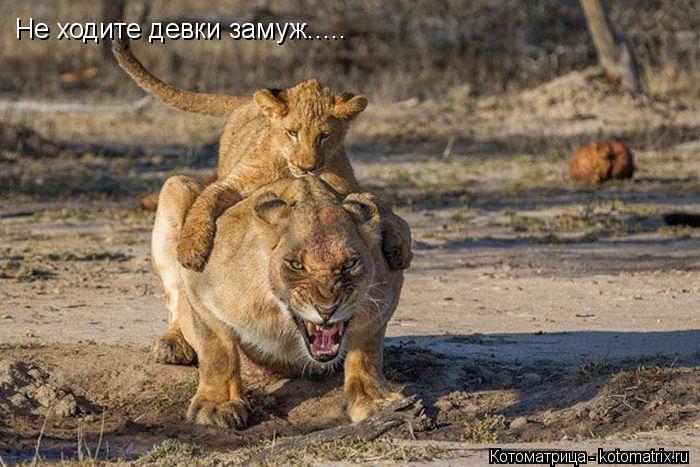 Не ходите девки замуж........ Котоматрица: Не ходите девки замуж.....