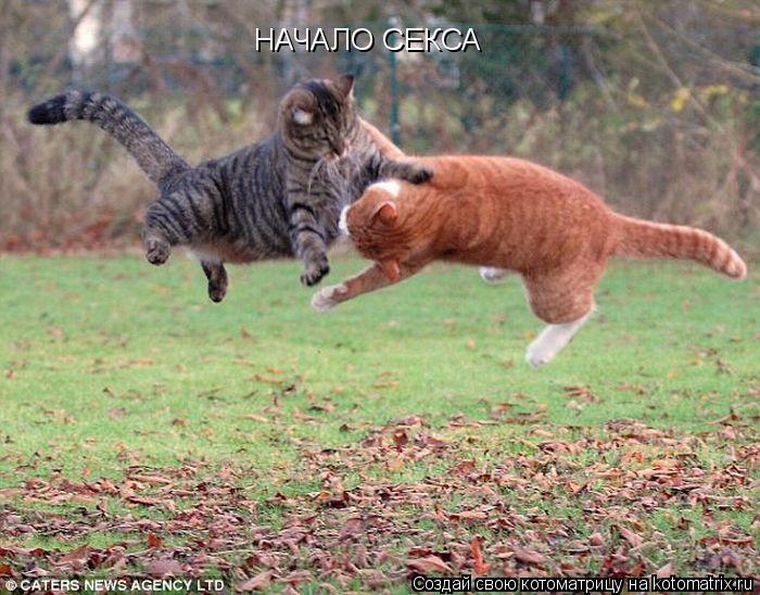 НАЧАЛО СЕКСА... Котоматрица: НАЧАЛО СЕКСА