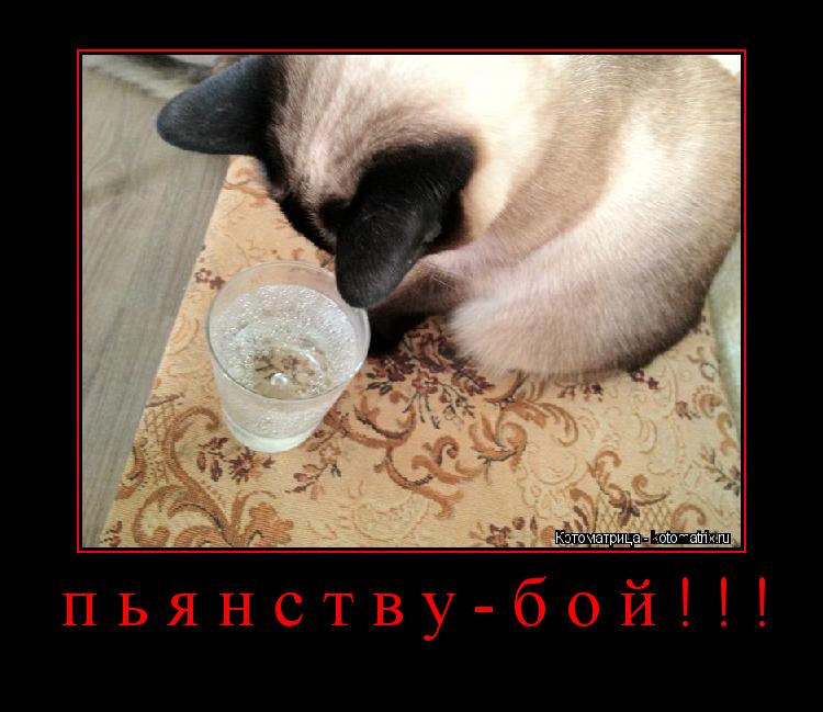 пьянству-бой!!! ... Котоматрица: пьянству-бой!!!