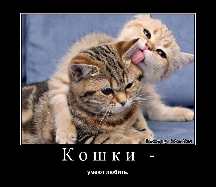 Кошки - умеют любить.... Котоматрица: Кошки - умеют любить.