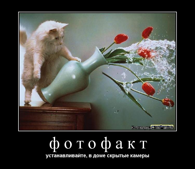 фотофакт устанавливайте, в доме скрытые камеры... Котоматрица: фотофакт устанавливайте, в доме скрытые камеры
