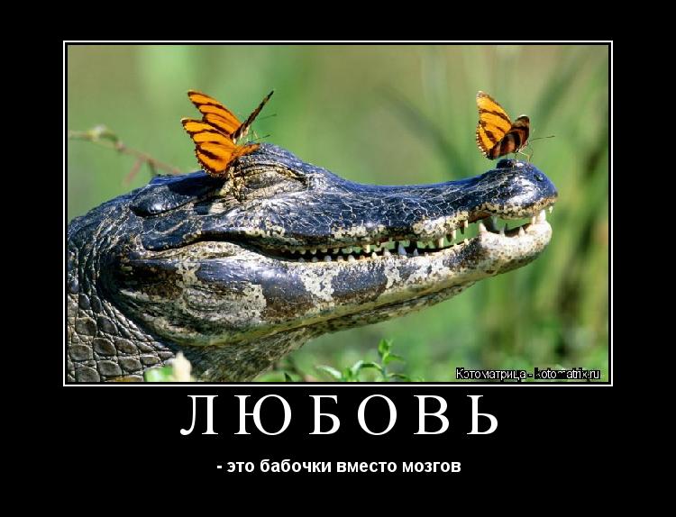 ЛЮБОВЬ - это бабочки вместо мозгов... Котоматрица: ЛЮБОВЬ - это бабочки вместо мозгов