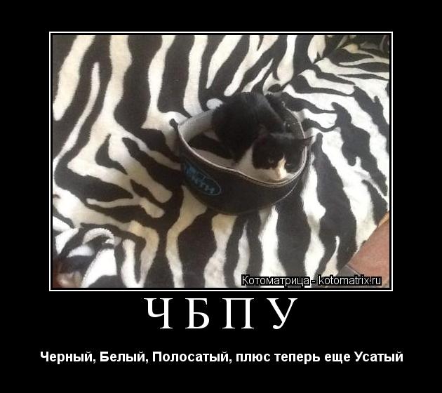 ЧБПУ Черный, Белый, Полосатый, плюс теперь еще Усатый... Котоматрица: ЧБПУ Черный, Белый, Полосатый, плюс теперь еще Усатый