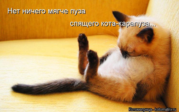 Нет ничего мягче пуза спящего кота-карапуза...... Котоматрица: Нет ничего мягче пуза спящего кота-карапуза...