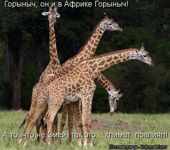 Горыныч, он и в Африке Горыныч! А то, что не Змей, так это... климат повлиял!... Котоматрица: Горыныч, он и в Африке Горыныч! А то, что не Змей, так это... климат повлиял!