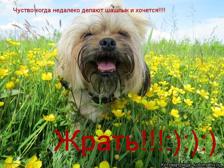 Чуство когда недалеко делают шашлык и хочется!!!! Жрать!!!:):):)... Котоматрица: Чуство когда недалеко делают шашлык и хочется!!!! Жрать!!!:):):)