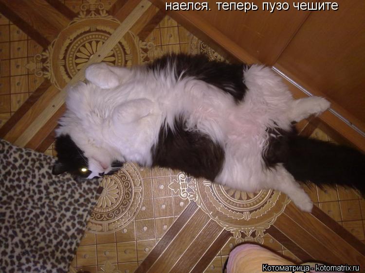 наелся. теперь пузо чешите... Котоматрица: наелся. теперь пузо чешите