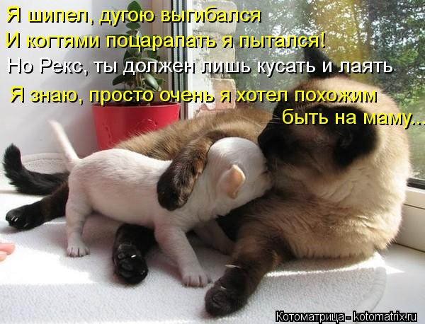 Я шипел, дугою выгибался И когтями поцарапать я пытался! Но Рекс, ты должен лишь кусать и лаять Я зна... Котоматрица: Я шипел, дугою выгибался И когтями поцарапать я пытался! Но Рекс, ты должен лишь кусать и лаять Я знаю, просто очень я хотел похожим быть на м
