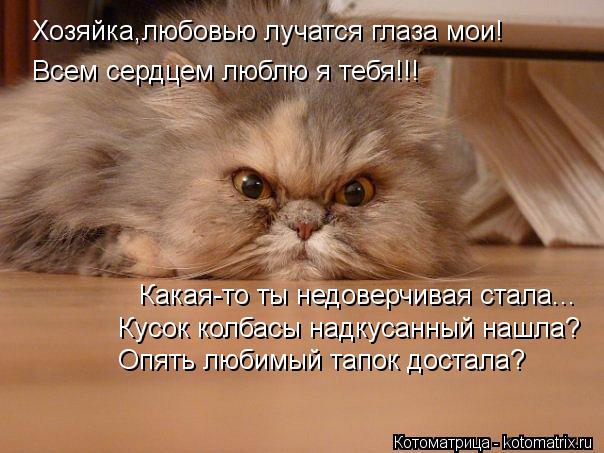 Хозяйка,любовью лучатся глаза мои! Всем сердцем люблю я тебя!!! Какая-то ты недоверчивая стала... Кус... Котоматрица: Хозяйка,любовью лучатся глаза мои! Всем сердцем люблю я тебя!!! Какая-то ты недоверчивая стала... Кусок колбасы надкусанный нашла? Опять люби