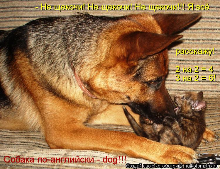 - Не щекочи! Не щекочи! Не щекочи!!! Я всё расскажу! 2 на 2 = 4 3 на 2 = 6! Собака по-английски - dog... Котоматрица: - Не щекочи! Не щекочи! Не щекочи!!! Я всё расскажу! 2 на 2 = 4 3 на 2 = 6! Собака по-английски - dog!!!