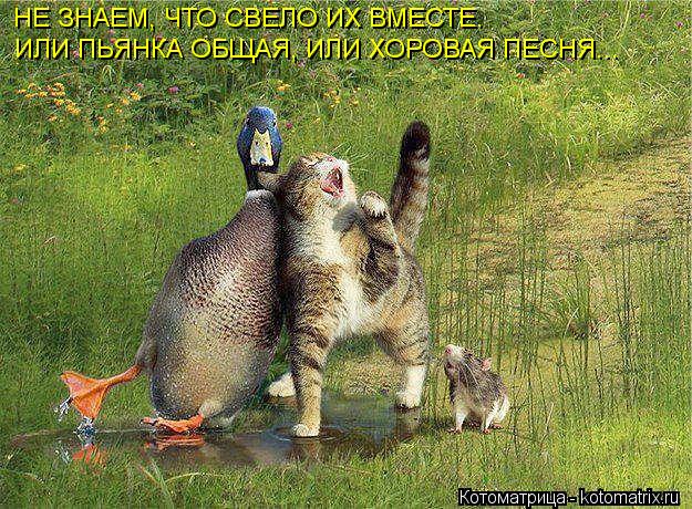 НЕ ЗНАЕМ, ЧТО СВЕЛО ИХ ВМЕСТЕ. ИЛИ ПЬЯНКА ОБЩАЯ, ИЛИ ХОРОВАЯ ПЕСНЯ...... Котоматрица: НЕ ЗНАЕМ, ЧТО СВЕЛО ИХ ВМЕСТЕ. ИЛИ ПЬЯНКА ОБЩАЯ, ИЛИ ХОРОВАЯ ПЕСНЯ...