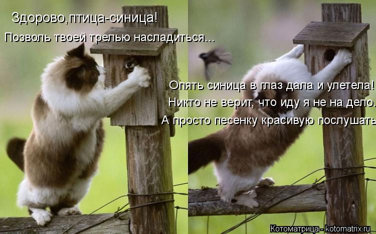 Здорово,птица-синица! Позволь твоей трелью насладиться... Опять синица в глаз дала и улетела! Никто н... Котоматрица: Здорово,птица-синица! Позволь твоей трелью насладиться... Опять синица в глаз дала и улетела! Никто не верит, что иду я не на дело... А просто п