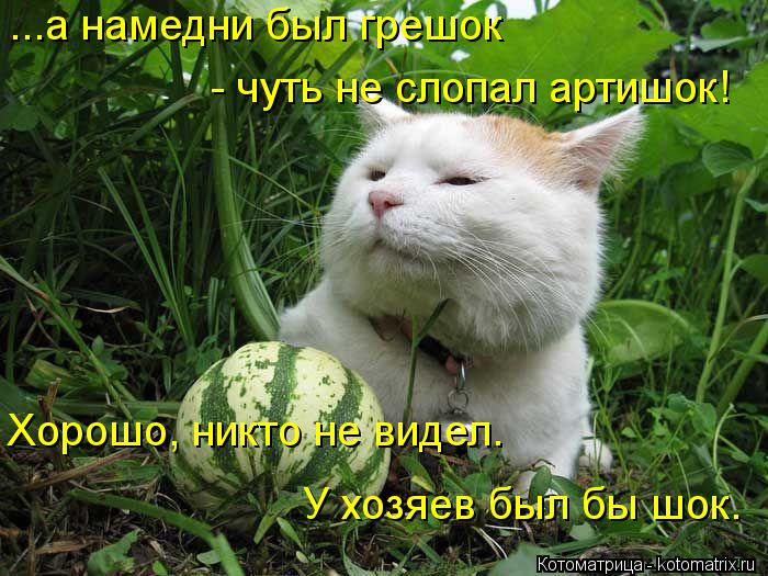 ...а намедни был грешок - чуть не слопал артишок! Хорошо, никто не видел. У хозяев был бы шок.... Котоматрица: ...а намедни был грешок - чуть не слопал артишок! Хорошо, никто не видел. У хозяев был бы шок.