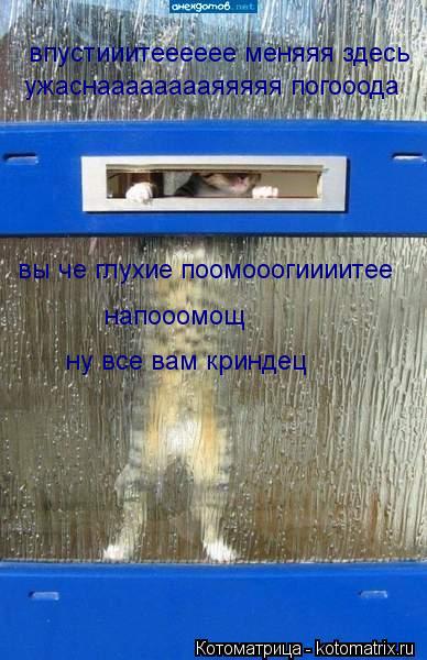 впустииитееееее меняяя здесь ужаснааааааааяяяяя погооода вы че глухие поомооогиииитее напооомощ ну в... Котоматрица: впустииитееееее меняяя здесь ужаснааааааааяяяяя погооода вы че глухие поомооогиииитее напооомощ ну все вам криндец