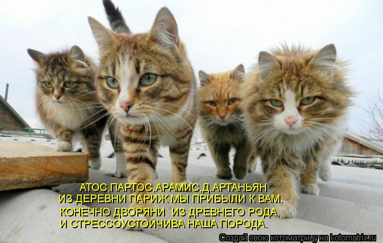 АТОС,ПАРТОС,АРАМИС,Д.АРТАНЬЯН ИЗ ДЕРЕВНИ ПАРИЖ МЫ ПРИБЫЛИ К ВАМ. И СТРЕССОУСТОЙЧИВА НАША ПОРОДА. КОН... Котоматрица: АТОС,ПАРТОС,АРАМИС,Д.АРТАНЬЯН ИЗ ДЕРЕВНИ ПАРИЖ МЫ ПРИБЫЛИ К ВАМ. И СТРЕССОУСТОЙЧИВА НАША ПОРОДА. КОНЕЧНО ДВОРЯНИ ИЗ ДРЕВНЕГО РОДА,