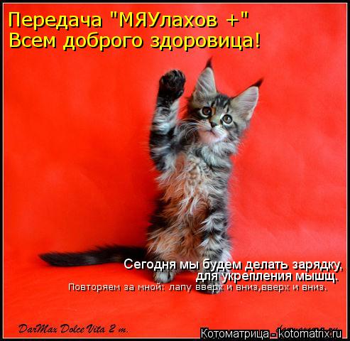 Передача "МЯУлахов +" Сегодня мы будем делать зарядку, Всем доброго здоровица! Повторяем за мной: лап... Котоматрица: Передача "МЯУлахов +" Сегодня мы будем делать зарядку, Всем доброго здоровица! Повторяем за мной: лапу вверх и вниз,вверх и вниз. для укреплен
