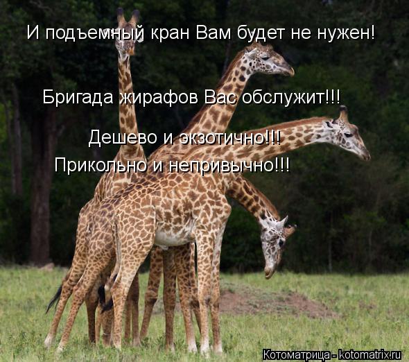 И подъемный кран Вам будет не нужен! Бригада жирафов Вас обслужит!!! Дешево и экзотично!!! Прикольно ... Котоматрица: И подъемный кран Вам будет не нужен! Бригада жирафов Вас обслужит!!! Дешево и экзотично!!! Прикольно и непривычно!!!