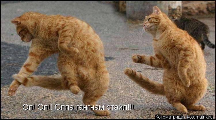 Оп! Оп!! Оппа гангнам стайл!!!... Котоматрица: Оп! Оп!! Оппа гангнам стайл!!!