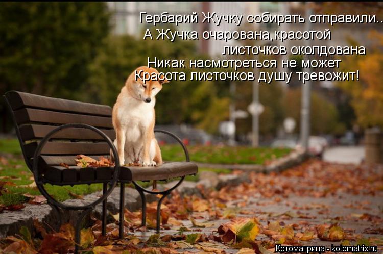 Гербарий Жучку собирать отправили.. А Жучка очарована,красотой листочков околдована Никак насмотретьс... Котоматрица: Гербарий Жучку собирать отправили.. А Жучка очарована,красотой листочков околдована Никак насмотреться не может Красота листочков душу тр
