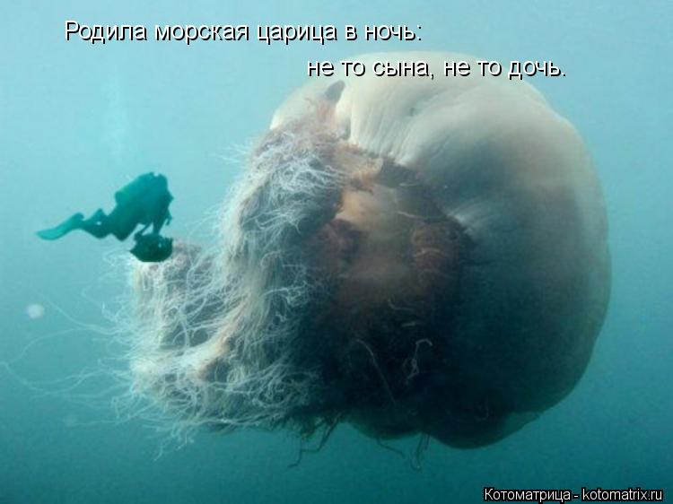 Родила морская царица в ночь: не то сына, не то дочь.... Котоматрица: Родила морская царица в ночь: не то сына, не то дочь.