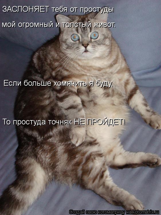ЗАСЛОНЯЕТ тебя от простуды мой огромный и толстый живот. Если больше хомячить я буду, То простуда то... Котоматрица: ЗАСЛОНЯЕТ тебя от простуды мой огромный и толстый живот. Если больше хомячить я буду, То простуда точняк НЕ ПРОЙДЕТ!
