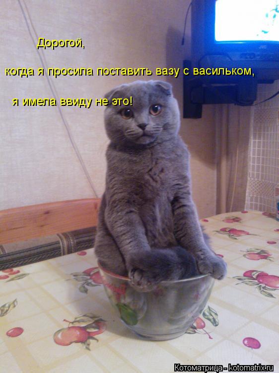 когда я просила поставить вазу с васильком, Дорогой, я имела ввиду не это!... Котоматрица: когда я просила поставить вазу с васильком, Дорогой, я имела ввиду не это!