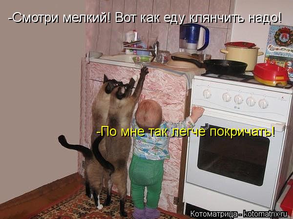 -Смотри мелкий! Вот как еду клянчить надо! -По мне так легче покричать!... Котоматрица: -Смотри мелкий! Вот как еду клянчить надо! -По мне так легче покричать!