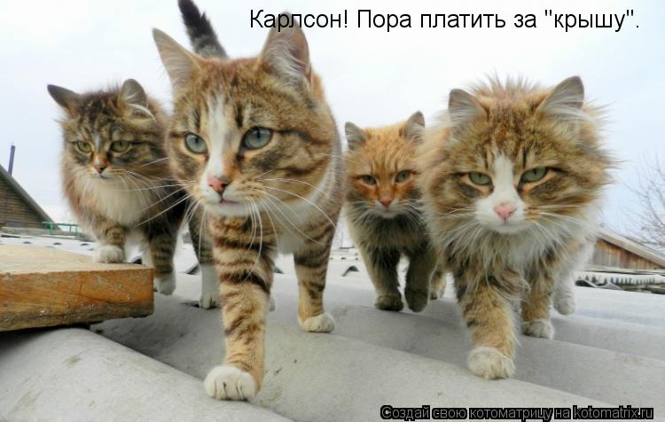 Карлсон! Пора платить за "крышу".... Котоматрица: Карлсон! Пора платить за "крышу".