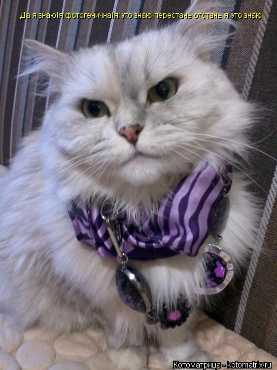 Да я знаю!я фотогенична!я это знаю!перестань отстань я это знаю!... Котоматрица: Да я знаю!я фотогенична!я это знаю!перестань отстань я это знаю!