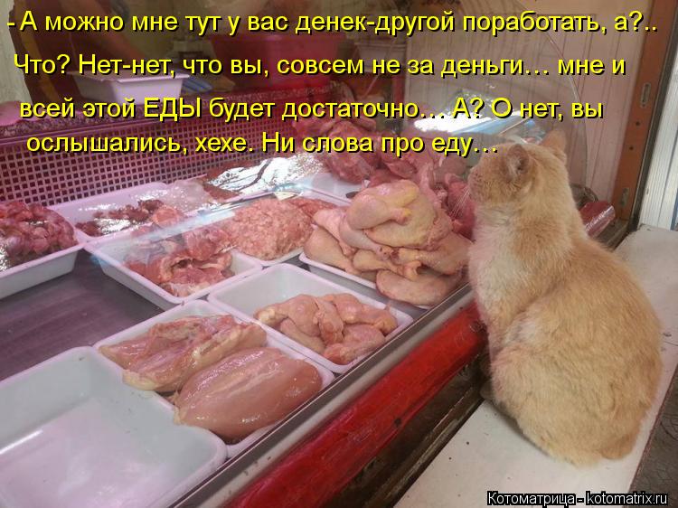 А можно мне тут у вас денек-другой поработать, а?.. - Что? Нет-нет, что вы, совсем не за деньги… мне ... Котоматрица: А можно мне тут у вас денек-другой поработать, а?.. - Что? Нет-нет, что вы, совсем не за деньги… мне и всей этой ЕДЫ будет достаточно… А? О нет, в