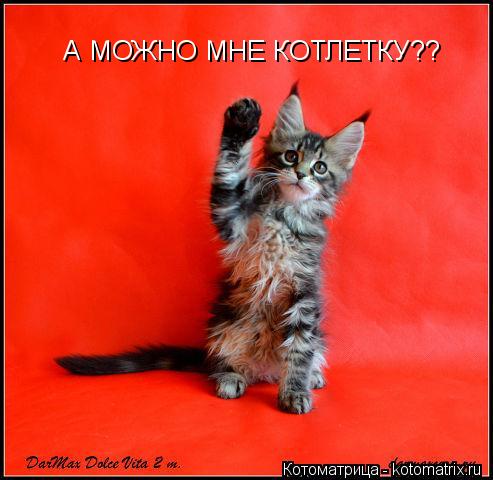 А МОЖНО МНЕ КОТЛЕТКУ??... Котоматрица: А МОЖНО МНЕ КОТЛЕТКУ??